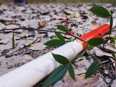 -黄海国家森林公园