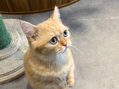 -飞行喵MR PILOT|猫舍·猫咖(静安大融城店)
