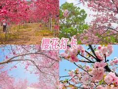 -天适樱花悠乐园