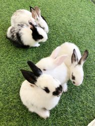 -萌宠亲子动物乐园(槐房万达店)