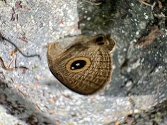 -武陵山森林公园