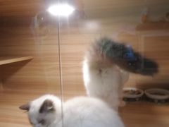 -猫十亿·布偶金渐层·曼基康矮脚猫舍(青年路店)