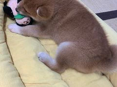 -逗柴咖啡屋·狗咖猫咖宠物桌游