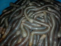 -明记海鲜美食老字号(明记总店)