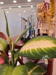 -开运眉半永久纹眉野生眉
