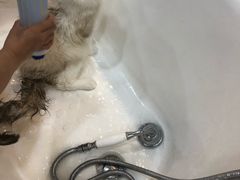 -momokira米努特·德文卷毛猫·棉花面纱犬