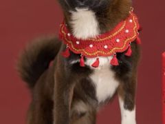 -北京恒爱动物医院(清景园分院)