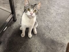 -金瑶池·猪肚鸡·传统冬瓜盅(20年白沙店)