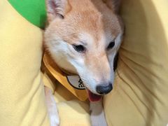 -逗柴咖啡屋·狗咖猫咖宠物桌游