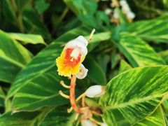 -集美学村