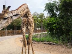 -清迈夜间动物园