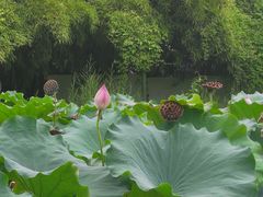 -莲湖公园