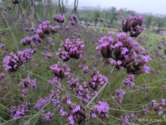 -白鹭湾湿地公园