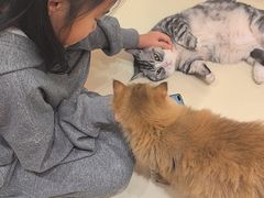 -三花喵·撸猫购宠·宠物生活馆(虹桥南丰城店)