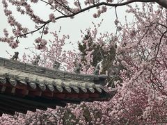 -桃花堤公园
