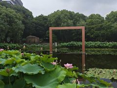 -陈家山荷花公园