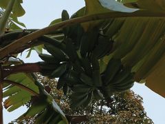 -云溪植物园