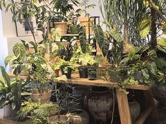 -自由生长植物工作室(深港花卉中心店)