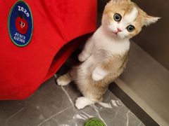 -momokira米努特·德文卷毛猫·棉花面纱犬