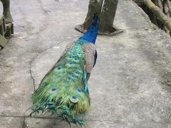 -海南槟榔谷黎苗文化旅游区