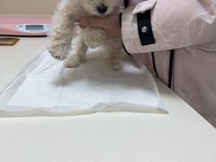 -全心全意连锁动物医院·微创中心·内科急重症·心脏专科(丰管路店)