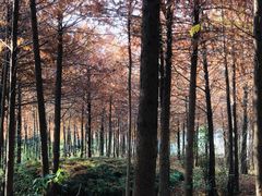 -上海海湾国家森林公园