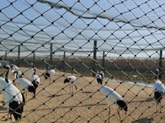 -盐城丹顶鹤湿地生态旅游区