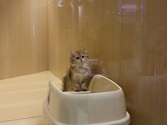 -momokira米努特·德文卷毛猫·棉花面纱犬