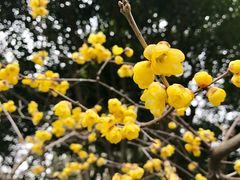 -上海汾阳花园酒店