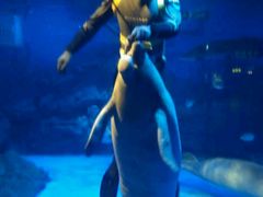 -烟台海昌鲸鲨海洋公园