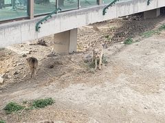 -新疆天山野生动物园