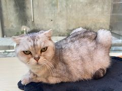 -猫咪派对(江南西店)