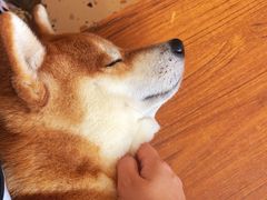-喜柴咖啡·柴犬狗咖