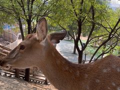 -北京鹿世界主题园