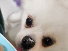 -安安宠医宠物医院·异宠·犬猫内科(岳阳分院)