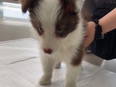 -宠颐生·恒爱宠物医院(静海店)