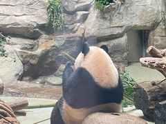 -都江堰中华大熊猫苑