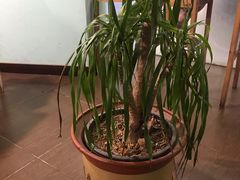 -八十八粉儿(尚都店)