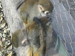 -新疆天山野生动物园