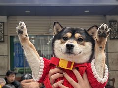 -小狗面馆(复兴店)