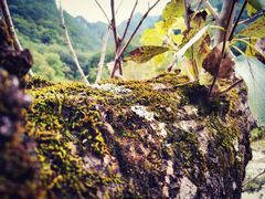 -黑河国家森林公园