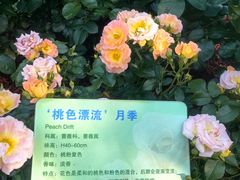 -大望京公园