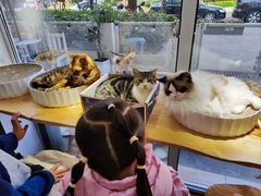 -李小姐の猫咖啡馆(五角场店)