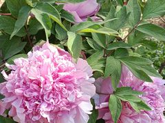 -北京西山国家森林公园