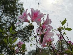 -中国科学院华南植物园