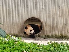 -卧龙中华大熊猫苑神树坪基地