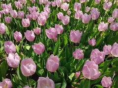 -石家庄市植物园