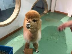 -藦茜花园宠物主题亲子互动体验馆(国顺东路店)
