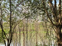 -广东花都湖国家湿地公园