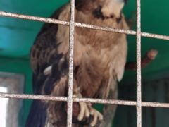 -西霞口神雕山野生动物世界